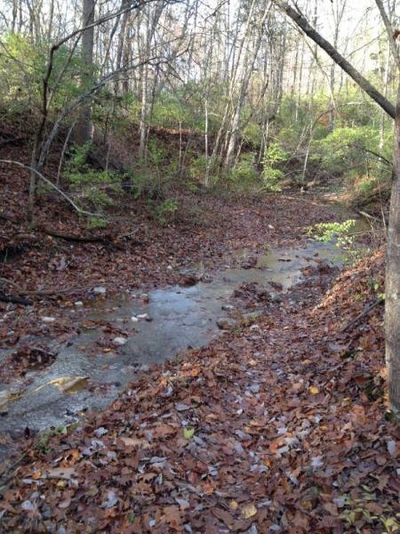 A serene view of a small creek winding through a forested area, surrounded by trees with budding leaves. The ground is covered with dry, fallen leaves, and the water shows signs of gentle movement amidst the natural scenery. Sunlight filters through the trees, creating a peaceful and tranquil atmosphere. Caesar Creek mountain bike trail.