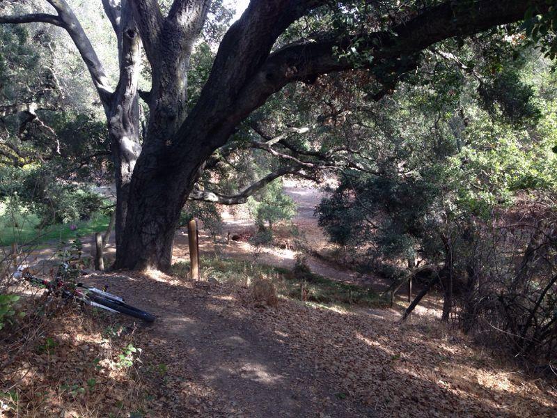 A sunny forest path surrounded by large trees, with fallen leaves on the ground. A mountain bike is leaned against a tree trunk, and a winding trail can be seen leading into the distance. Christmas Hill Garlic Ride mountain bike trail.