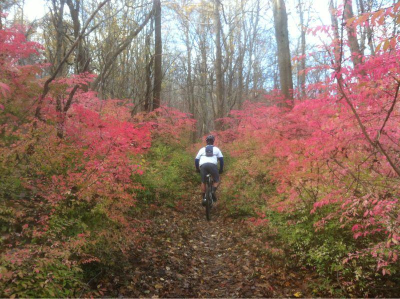 A person biking along a narrow forest trail surrounded by vibrant pink foliage and trees, with fallen leaves covering the path. The scene captures the beauty of autumn in a wooded area. Marsh Creek Park mountain bike trail.