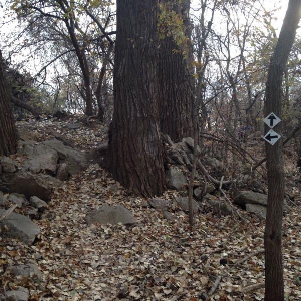 A forested trail with large tree trunks on either side, surrounded by piles of rocks and fallen leaves. A directional sign with arrows points left and right, indicating the paths ahead. The setting suggests a natural, outdoor environment. Air Capital Memorial Park mountain bike trail.