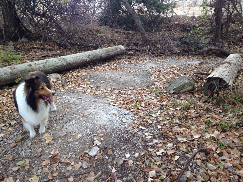 A collie dog stands on a gravel patch surrounded by fallen leaves and logs in a natural setting with sparse vegetation and trees in the background. Air Capital Memorial Park mountain bike trail.