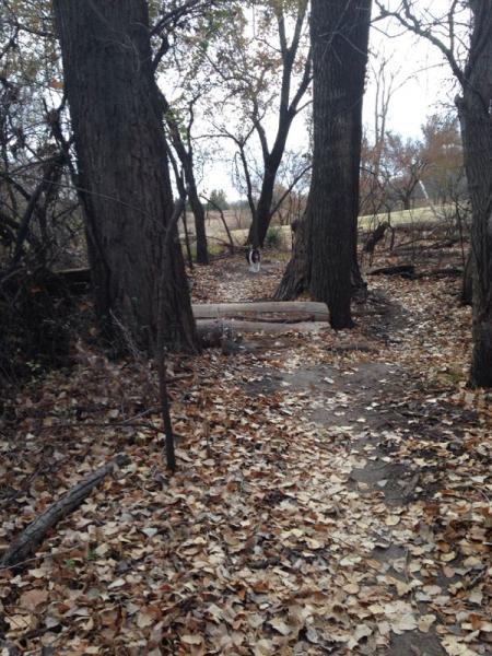 A wooded trail with a path covered in fallen leaves, flanked by large trees. In the distance, a dog is visible near a log that spans the path. The scene conveys a serene, natural environment. Air Capital Memorial Park mountain bike trail.