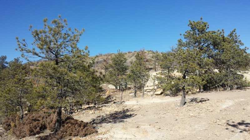 A natural landscape featuring several conifer trees, surrounded by rocky terrain and sparse vegetation under a clear blue sky. Ute Valley Park mountain bike trail.