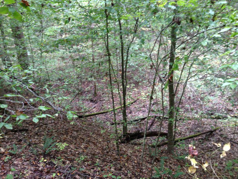 A dense forest scene with various shades of green, featuring trees and underbrush. The ground is covered with fallen leaves and twigs, and several small trees and branches are visible in the foreground. The overall mood is tranquil and natural, conveying a sense of untouched wilderness. Warriors' Path State Park mountain bike trail.