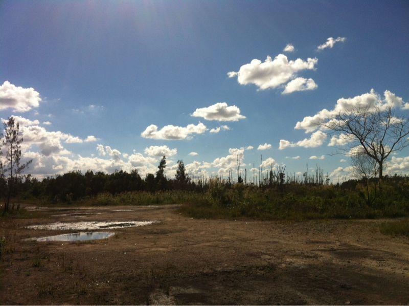 A landscape view featuring a clear blue sky with white, fluffy clouds. In the foreground, there is an open area of dirt with patches of water, surrounded by sparse vegetation. To the left, there are a few small trees, while the right side shows a leafless tree and remnants of taller vegetation in the background. The scene conveys a sense of openness and natural beauty. Bird Basin Park mountain bike trail.