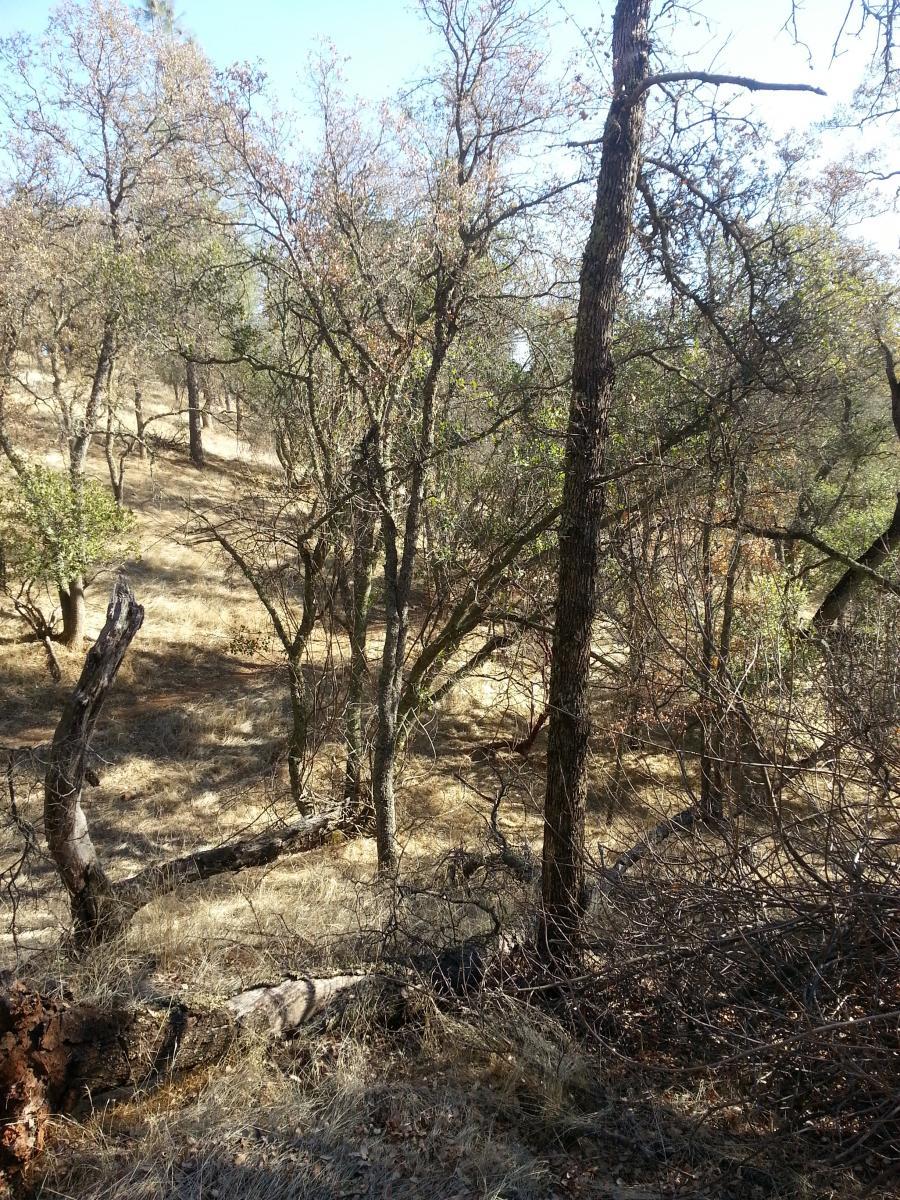 A view of a forested area featuring a mix of living and dead trees, with dry, grassy ground and sparse foliage. Sunlight filters through the tree canopy, illuminating the landscape. The scene captures a natural, somewhat rugged environment typical of woodland ecosystems. Salmon Falls: Sweetwater Loop mountain bike trail.