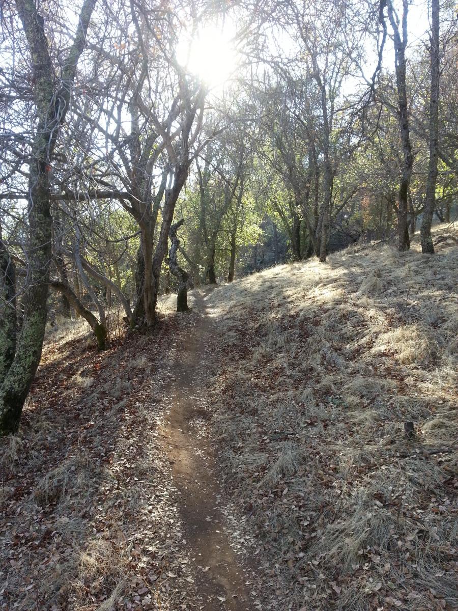 A narrow dirt path winding through a sunlit forest. Trees with sparse foliage line the path, and the ground is covered with dry grass and fallen leaves. Sunbeams filter through the branches, creating a warm, inviting atmosphere. Salmon Falls: Sweetwater Loop mountain bike trail.
