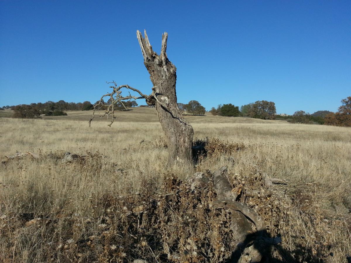 A dried and gnarled tree stump stands prominently in a golden grassland, under a clear blue sky. The landscape features rolling hills in the background, dotted with a few trees. The foreground displays patches of dry grass and remnants of old branches, creating a serene, natural setting. Salmon Falls: Sweetwater Loop mountain bike trail.