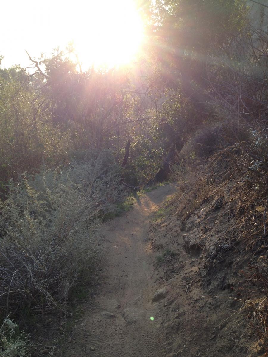 A sunlit path winding through a natural landscape, surrounded by trees and shrubs, with sunlight filtering through the foliage, creating a warm and inviting atmosphere. El Prieto mountain bike trail.