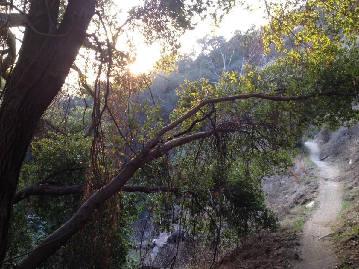 A sunlit forest path surrounded by trees, showcasing green leaves and branches. The sunlight filters through the foliage, casting a warm glow on the trail, which winds gently through the natural landscape. El Prieto mountain bike trail.