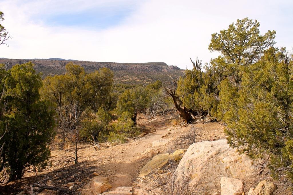 A winding dirt path meanders through a desert landscape dotted with green shrubs and trees, leading toward distant mountains under a partly cloudy sky. Oil Well Flats mountain bike trail.