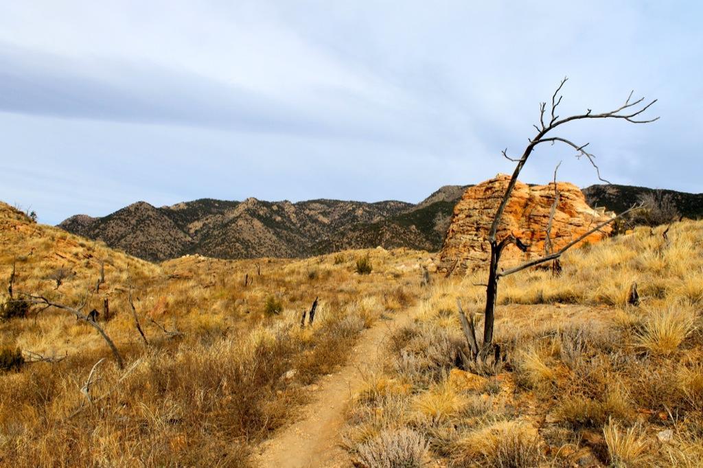 A scenic view of a dry, golden landscape featuring a winding dirt path leading through sparse vegetation and a distinctive, leafless tree. Rocky hills and mountains rise in the background under a cloudy sky. Cloud formations hint at a subdued light over the natural terrain. Oil Well Flats mountain bike trail.