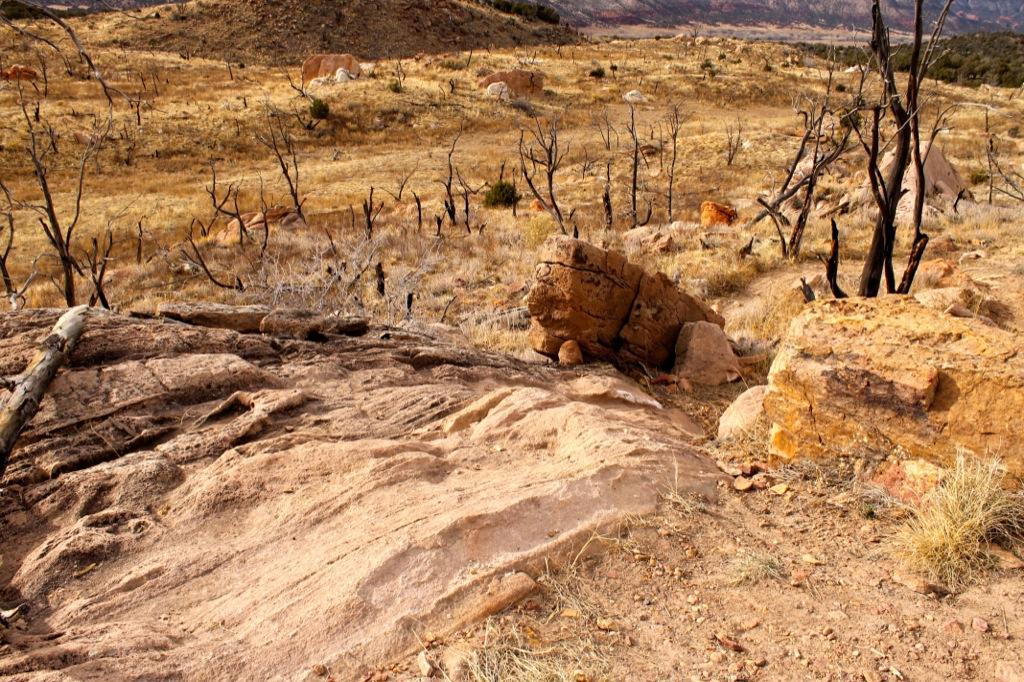 A rocky landscape featuring dry, open terrain with sparse vegetation and scattered boulders. Dead trees with blackened branches are visible in the background, indicating a past fire event. The ground consists of large rocky formations and patches of brown grass, highlighting the area's arid environment. Oil Well Flats mountain bike trail.