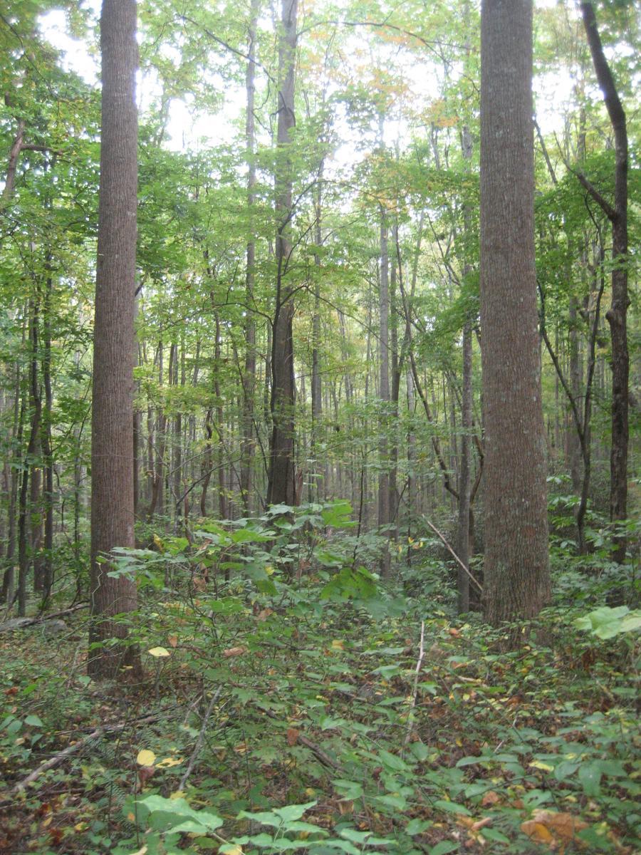 A tranquil forest scene featuring tall trees with green foliage and patches of sunlight filtering through the leaves. The ground is covered with various plants and fallen leaves, creating a natural and serene atmosphere. Aska Trail System mountain bike trail.