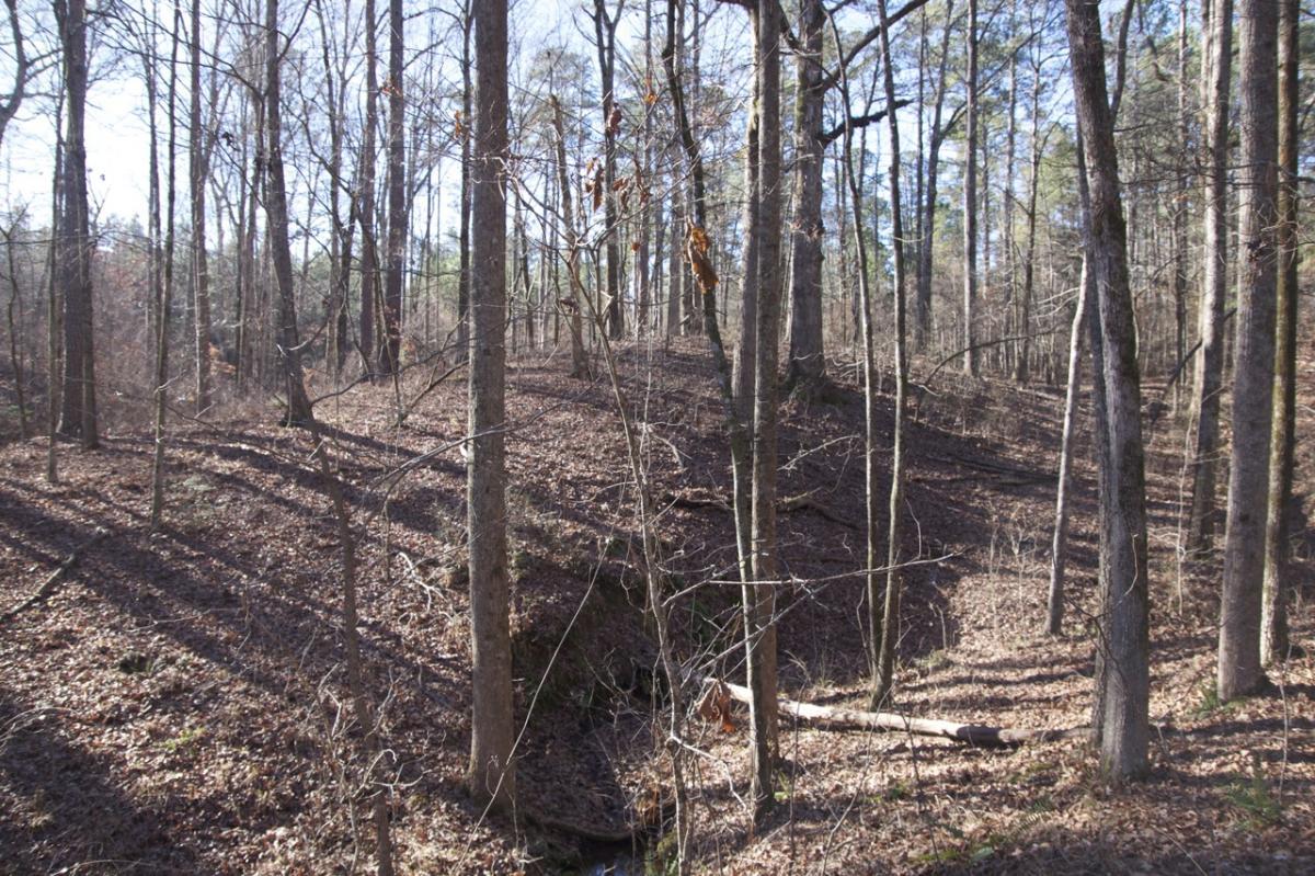 A forest scene featuring tall, bare trees with a slight incline covered in dried leaves. Sunlight filters through the branches, creating shadows on the ground. A small creek is visible at the bottom of the incline, and scattered twigs and branches are present on the forest floor. Hard Labor Creek State Park mountain bike trail.