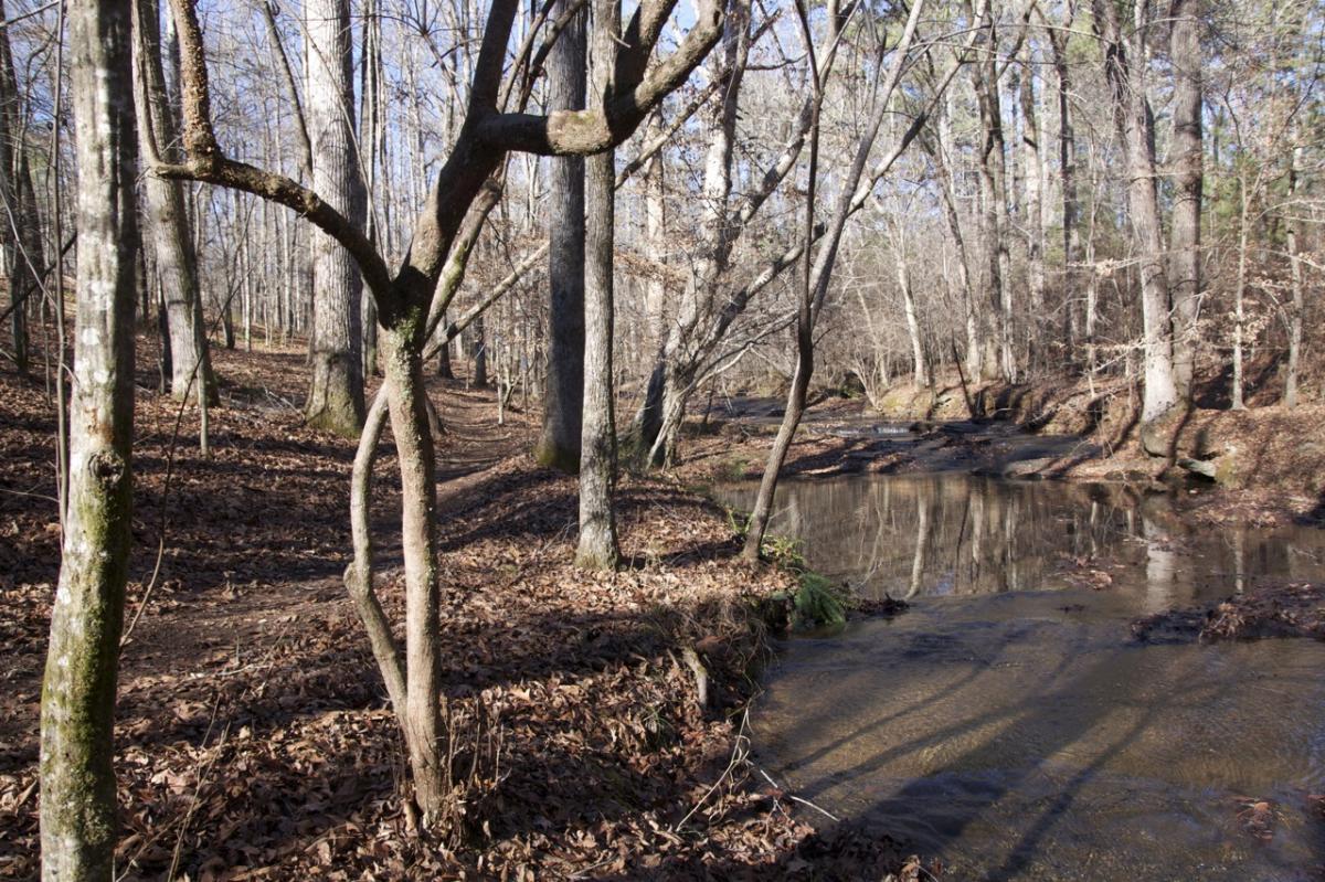 A tranquil forest scene featuring tall, bare trees with patches of moss, alongside a calm, winding stream. The ground is covered with fallen leaves, and a narrow dirt path meanders through the woods, inviting exploration on a cool, clear day. Hard Labor Creek State Park mountain bike trail.