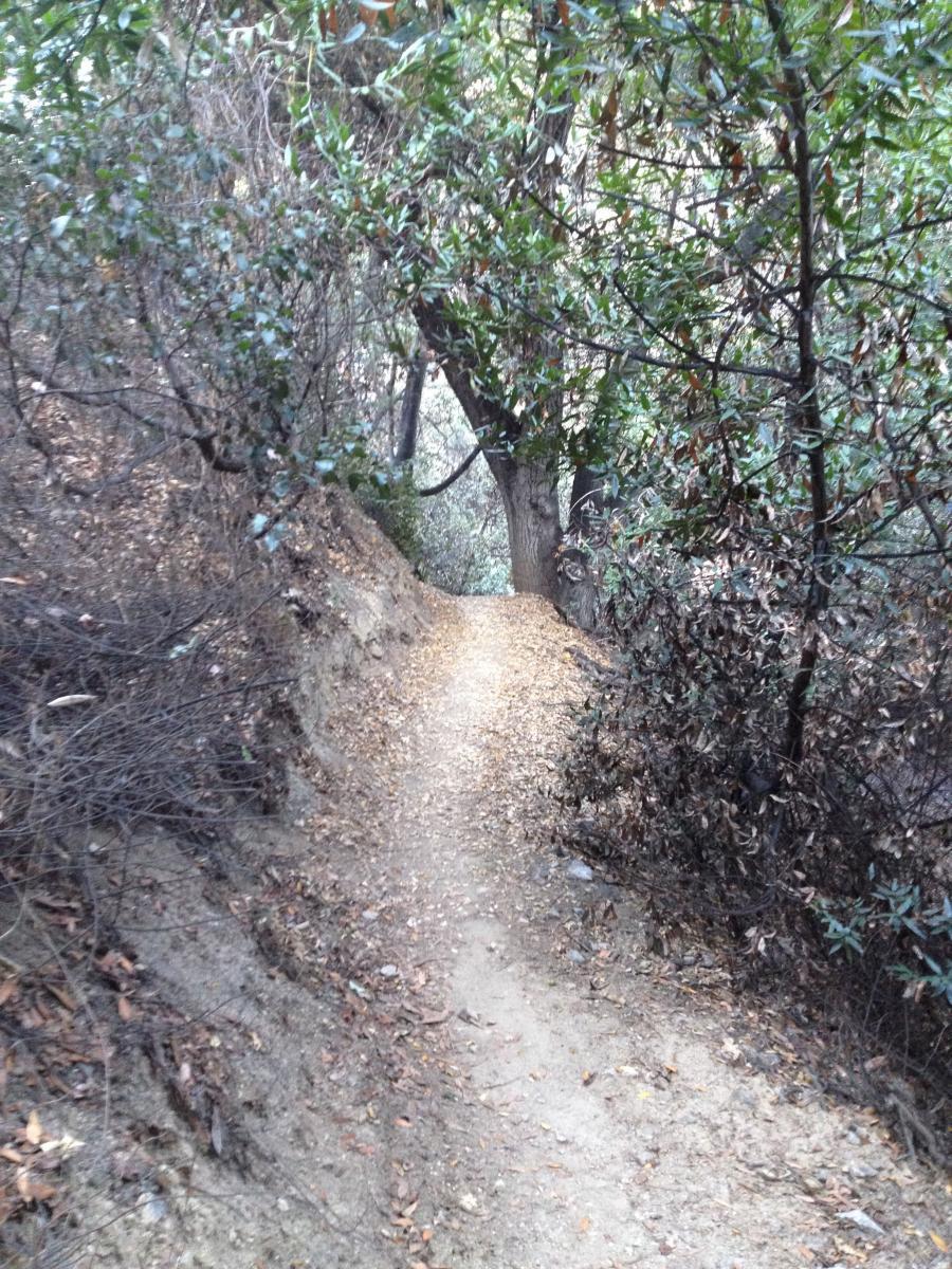 A narrow dirt trail winding through a densely forested area, flanked by trees and bushes. The path is lightly covered with fallen leaves, and the surrounding foliage creates a natural canopy above. The trail appears to lead deeper into the woods. La Tuna Canyon mountain bike trail.