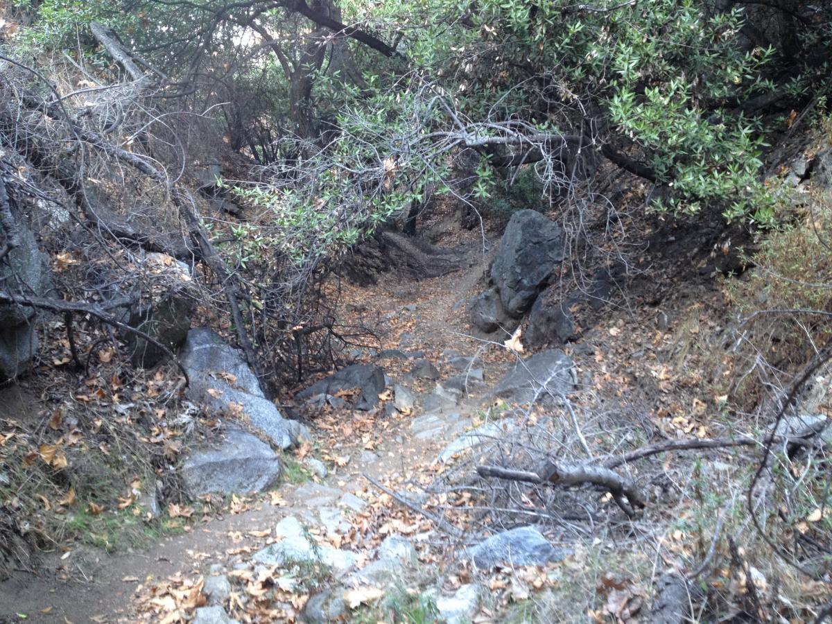 A narrow, winding path through a wooded area, surrounded by rocks and dry leaves. The scene is partially obscured by overhanging branches and shrubs, creating a natural and slightly rugged outdoor setting. La Tuna Canyon mountain bike trail.