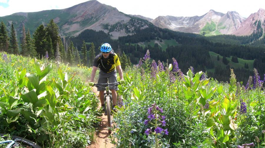 A mountain biker navigating a trail surrounded by blooming wildflowers and lush greenery, with towering mountains in the background under a bright blue sky. Trail 401 mountain bike trail.