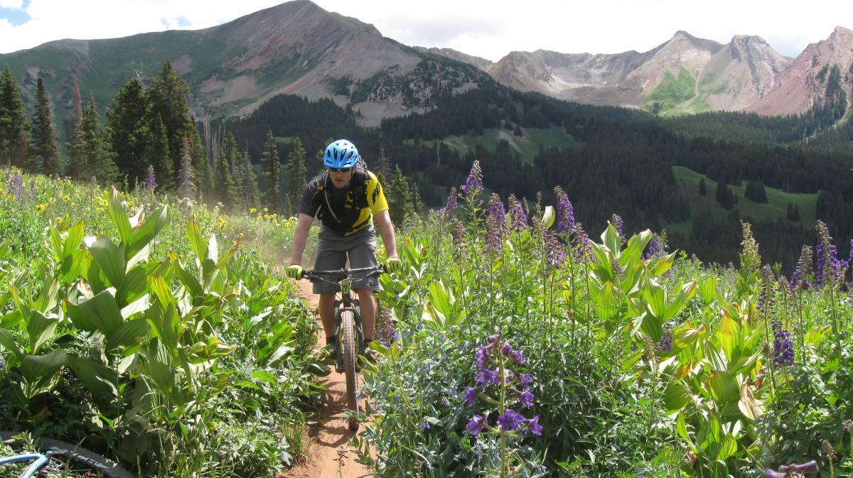 A mountain biker riding along a narrow dirt trail surrounded by vibrant wildflowers and lush greenery, with mountainous terrain in the background under a partly cloudy sky. Trail 401 mountain bike trail.