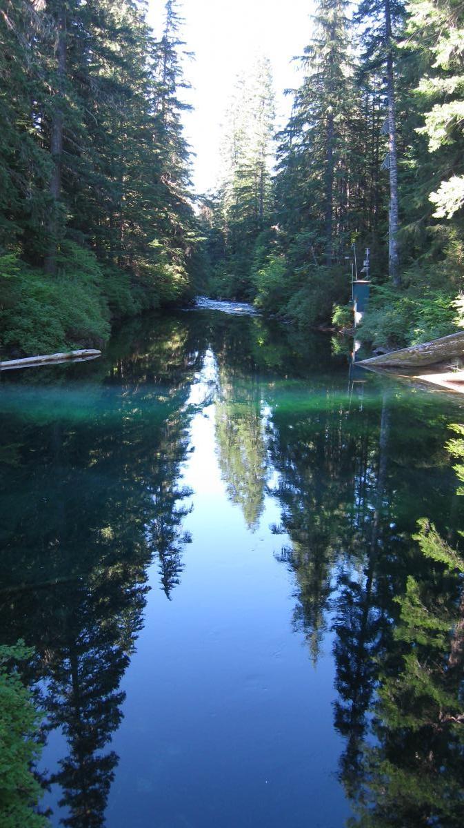 A serene forest scene featuring a still, clear body of water surrounded by tall evergreen trees. The reflections of the trees can be seen in the water, creating a tranquil and picturesque landscape. Mckenzie River Trail mountain bike trail.