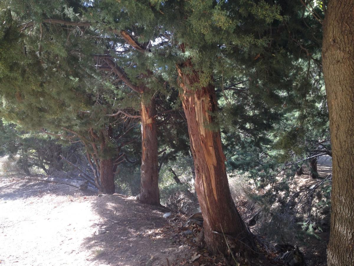 A cluster of tall trees with textured bark, some showing signs of wear or damage, standing along a sunlit dirt path. The scene captures the natural greenery surrounding the trees, with a clear sky in the background. Mount Lowe Railway mountain bike trail.