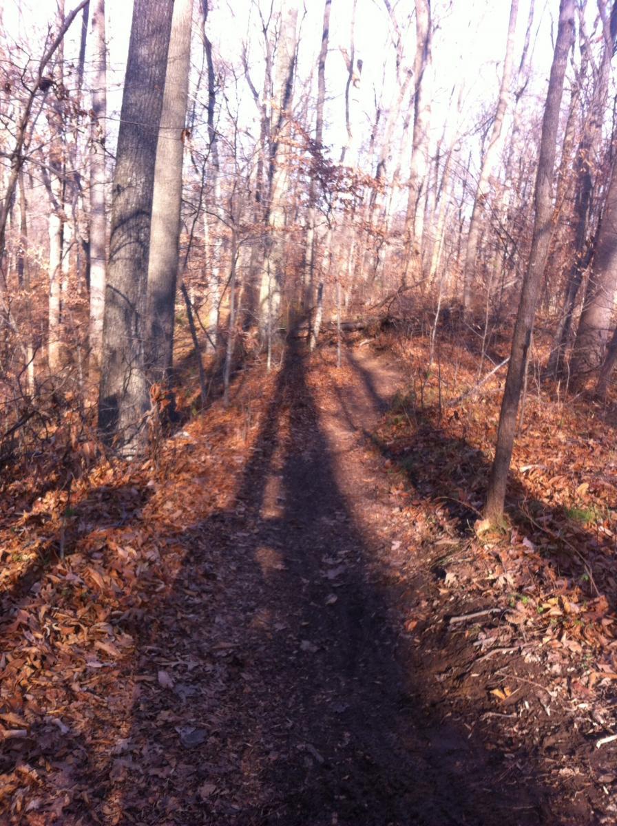 A winding dirt path through a deciduous forest, surrounded by bare trees and fallen leaves. The sun casts long shadows across the trail, suggesting a tranquil autumn setting. Rosaryville State Park mountain bike trail.