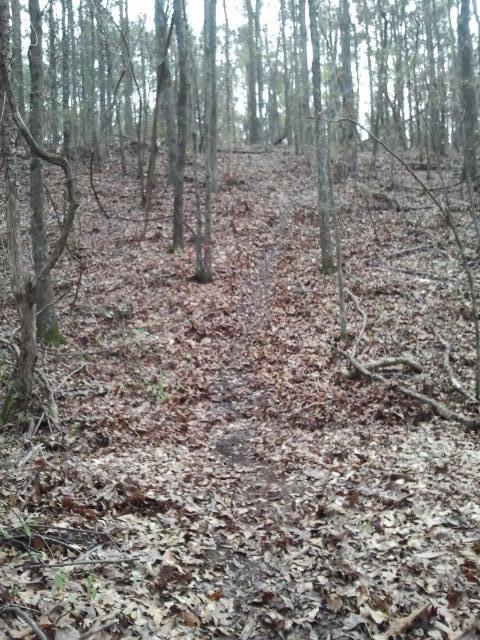 A wooded trail leading uphill, surrounded by trees and scattered dry leaves covering the ground. The path is slightly worn, indicating frequent use, and there are signs of foliage in the background. Boyd Pond mountain bike trail.
