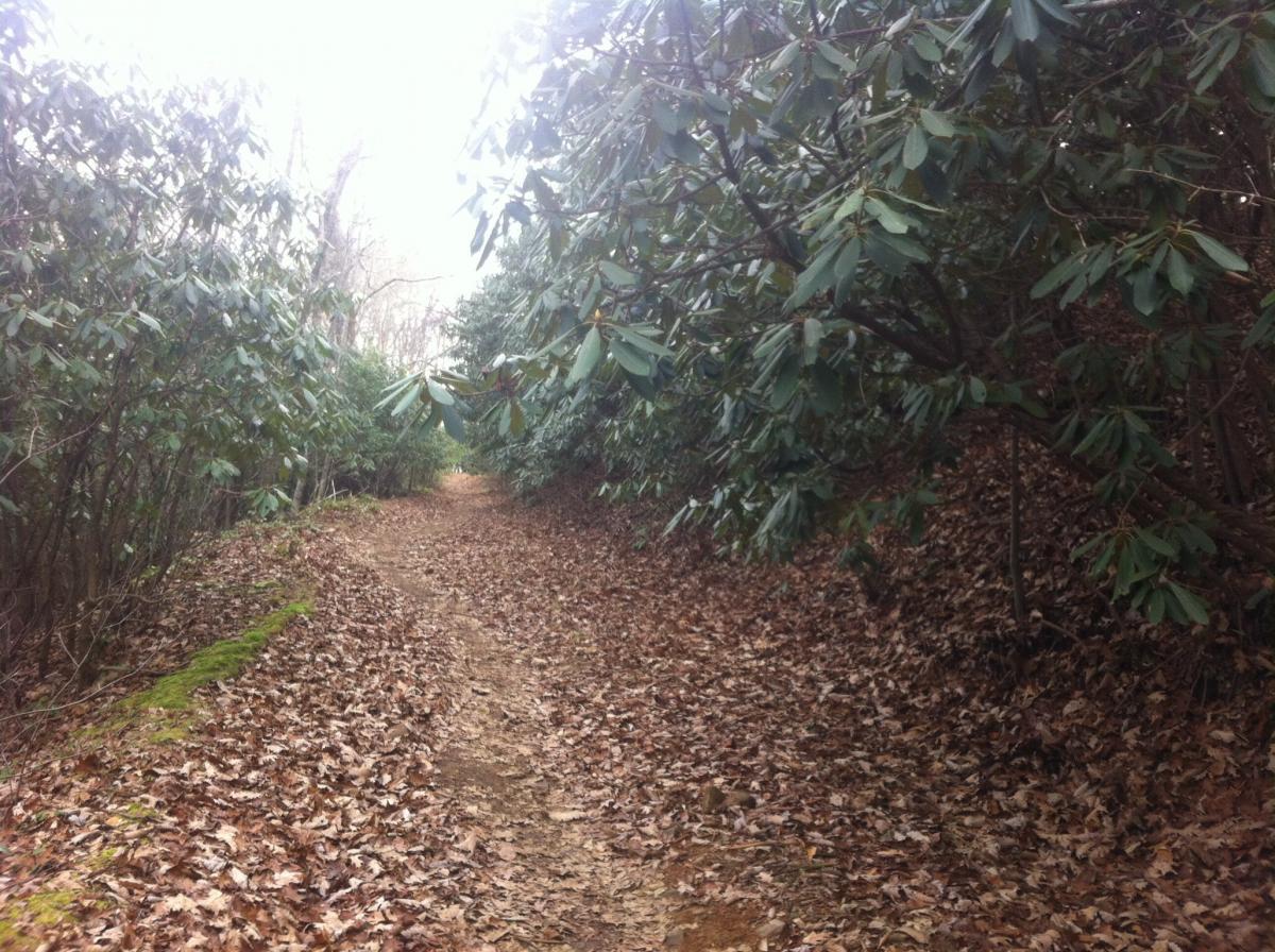 A dirt path winding through a forest surrounded by leafy shrubs and trees, with a layer of fallen leaves covering the ground. The scene is slightly overcast, creating a soft light atmosphere, and the path leads into the distance. Bent Creek mountain bike trail.