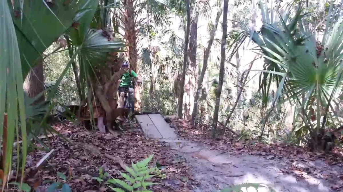 A mountain biker riding down a wooden ramp in a lush forest environment, surrounded by tall palm trees and underbrush. The dappled sunlight filters through the leaves, illuminating the trail ahead. Chuck Lennon Park mountain bike trail.