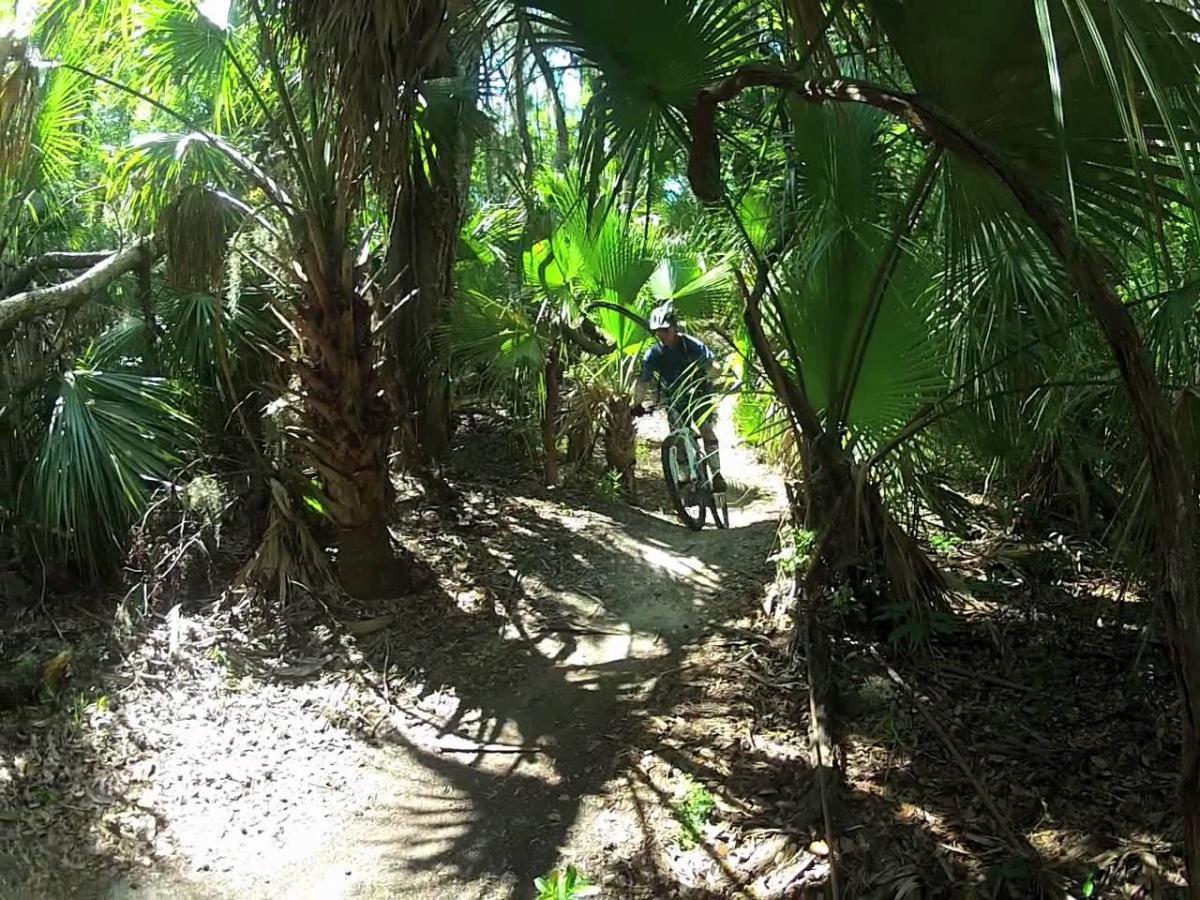 A mountain biker navigating a winding dirt trail through a lush, green forest filled with palm trees and dense vegetation. Sunlight filters through the leaves, casting dappled shadows on the ground. Chuck Lennon Park mountain bike trail.