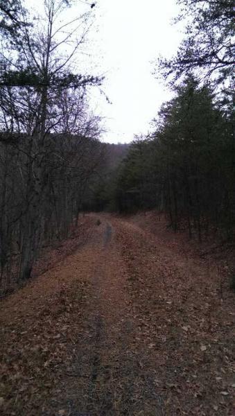 A winding dirt path through a wooded area, surrounded by trees with sparse leaves, suggesting a late autumn or early winter setting. The path is lined with fallen leaves, and the atmosphere is calm and quiet, indicating a remote, natural environment. Elizabeth Furnace mountain bike trail.