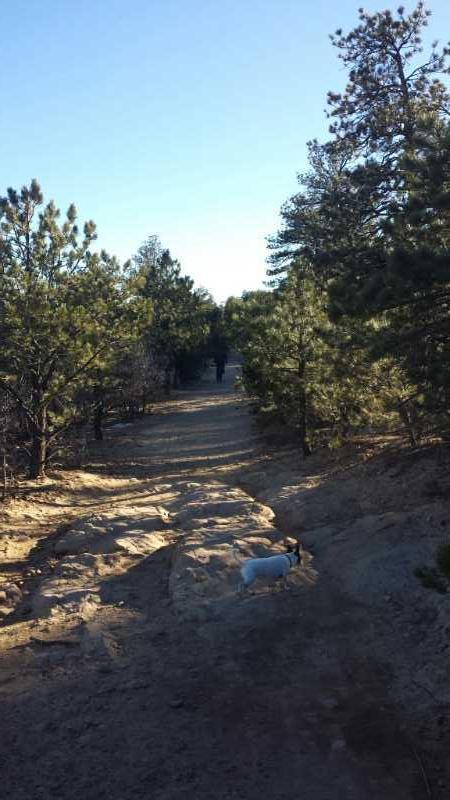 A dirt path winding through a wooded area with green pine trees on either side. In the foreground, a small white dog sits on the ground, while in the distance, a person walks along the trail. The sky is clear, indicating a sunny day. Ute Valley Park mountain bike trail.