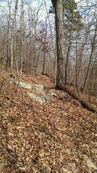 A wooded path covered in autumn leaves, with bare trees and scattered rocks. The landscape features a mix of tree trunks and fallen branches, creating a natural, serene environment. The sky is partly cloudy, adding to the peaceful ambiance of the scene. Elizabeth Furnace mountain bike trail.