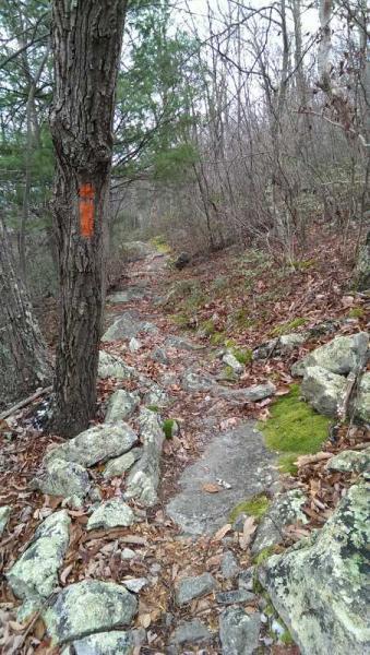 A narrow hiking trail winds through a wooded area, lined with rocky terrain and scattered fallen leaves. A tree on the left features an orange trail marker, guiding hikers along the path. The scene captures a sense of nature and outdoor adventure in a serene, forested environment. Elizabeth Furnace mountain bike trail.