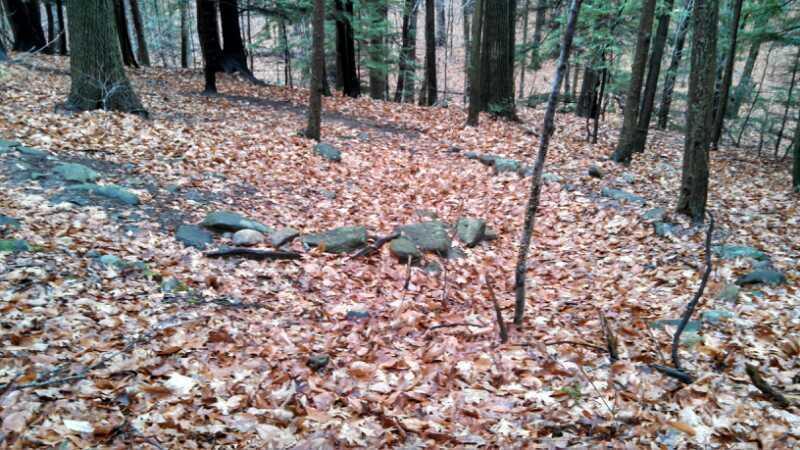A forest scene covered in a thick layer of autumn leaves, with scattered rocks and tree trunks. The surrounding trees are tall and slender, contributing to a serene, natural atmosphere. Kingman Farm mountain bike trail.