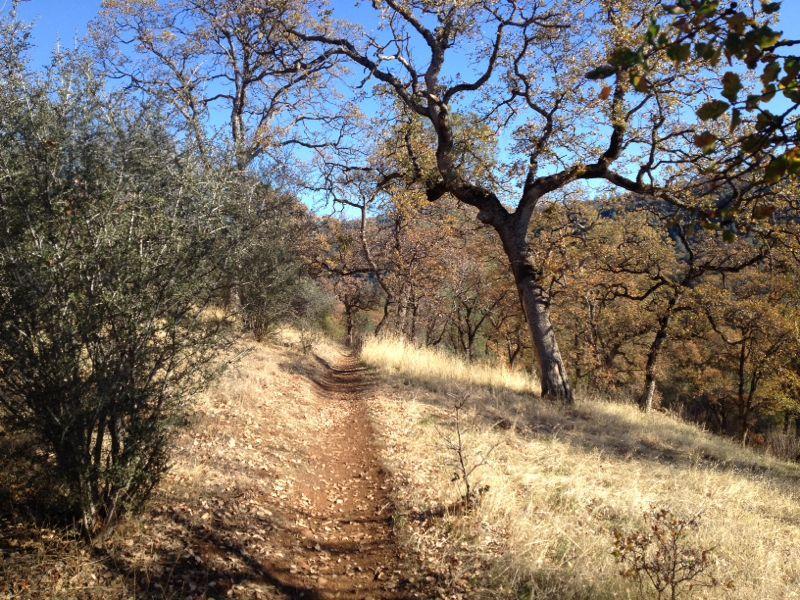 A dirt path winding through a forest with autumn foliage, surrounded by trees and shrubs under a clear blue sky. Upper Bidwell Park mountain bike trail.