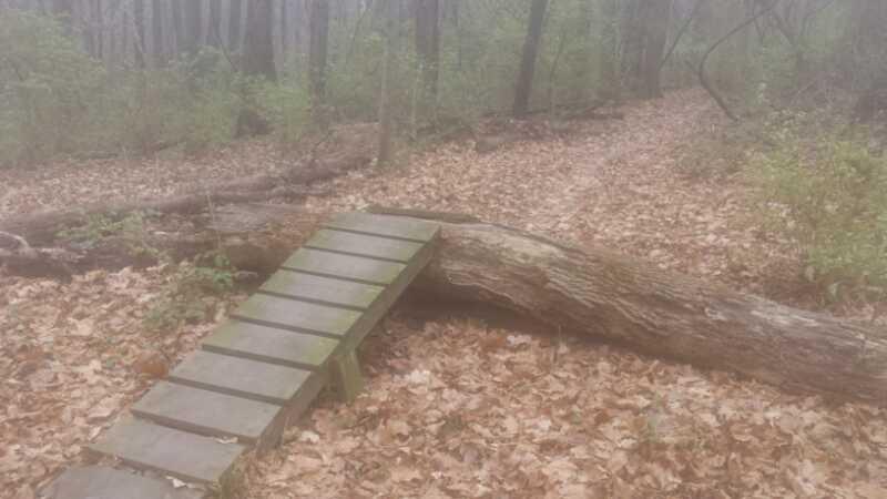 A wooden bridge crossing over a fallen log, located on a leaf-covered forest trail. The scene is set in a foggy environment with trees in the background, creating a serene and quiet atmosphere. Harbin park mountain bike trail.