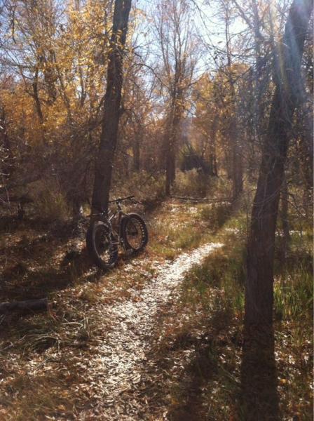 A mountain bike leaned against a tree on a sunlit dirt path surrounded by autumn foliage in a forest setting. Channel Surfing/10 Ring/Crossover mountain bike trail.