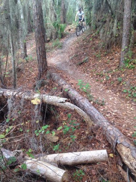 A cyclist riding along a winding dirt trail in a wooded area, with fallen logs and natural greenery in the foreground and background. Balm Boyette Scrub Preserve mountain bike trail.