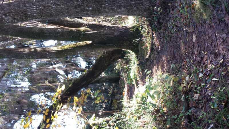 A peaceful forest scene featuring large, gnarled trees with a mix of lush green foliage and fallen leaves on the ground. Sunlight filters through the branches, creating dappled shadows along a narrow dirt path. The Rock Trail mountain bike trail.