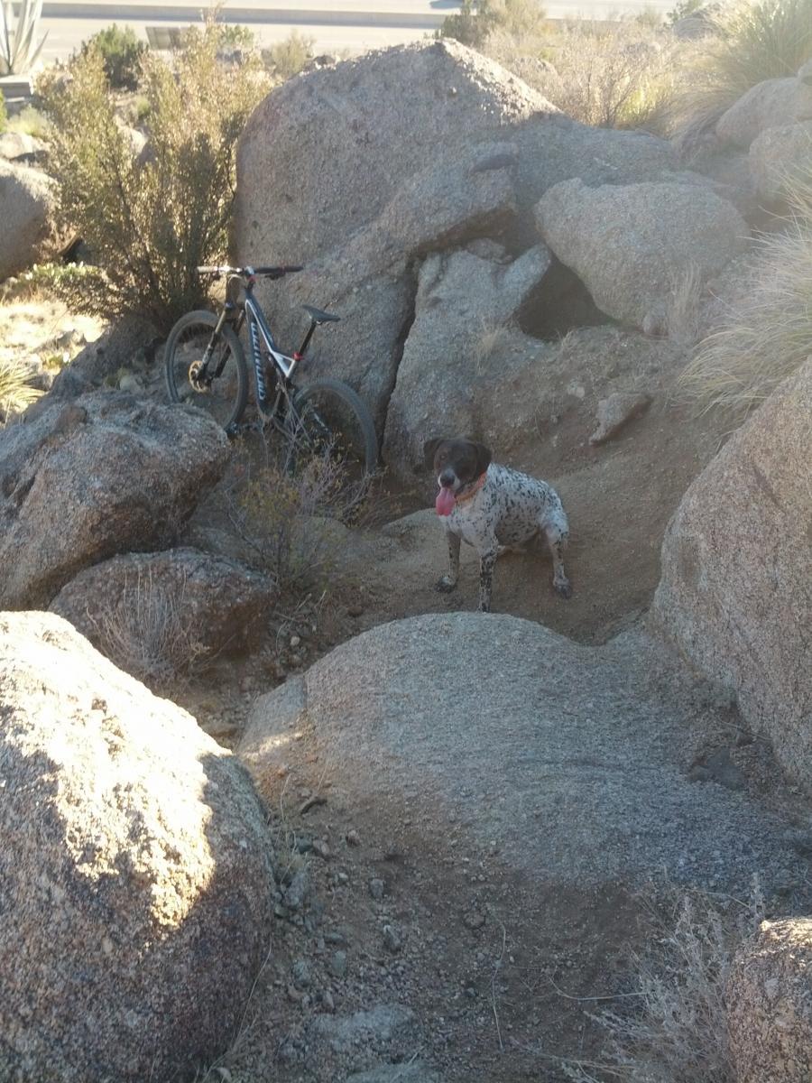 A dog with a speckled coat sits beside a bicycle leaning against large rocks in a desert landscape, surrounded by sparse vegetation. The dog looks happy with its tongue out, and the background features additional rocky terrain. South Foothills mountain bike trail.