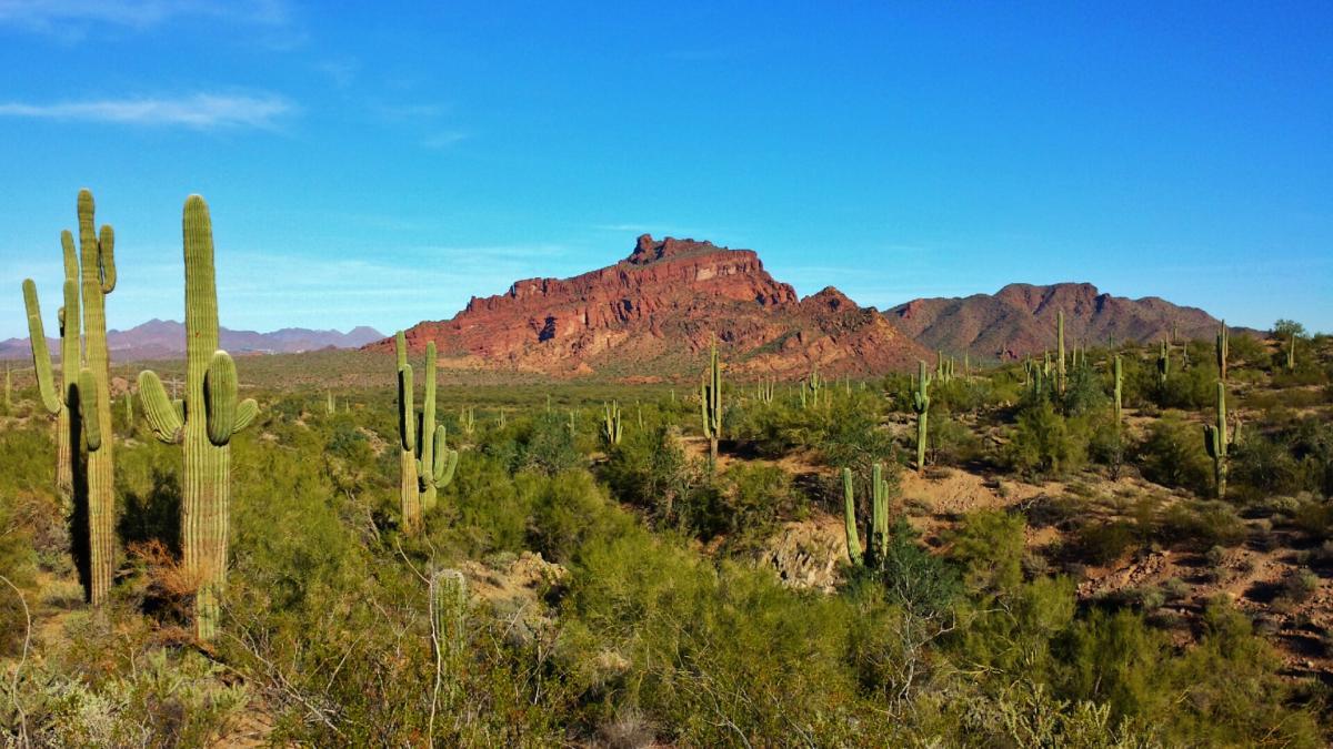 A scenic desert landscape featuring tall saguaro cacti in the foreground, with a backdrop of rugged red mountains under a clear blue sky. Hawes Loop mountain bike trail.