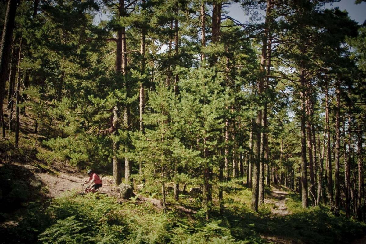 A mountain biker riding along a dirt trail through a dense coniferous forest, surrounded by tall pine trees and underbrush. Sunlight filters through the branches, casting dappled shadows on the ground. El Ingeniero/The Engineer mountain bike trail.