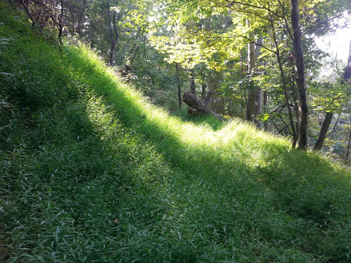 A sunlit hillside covered in lush green grass, surrounded by trees. The scene captures the play of light and shadows on the slope, creating a serene, natural landscape. North Mountain/longdale Loop mountain bike trail.