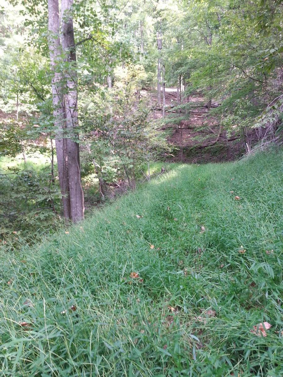 A tranquil forest scene featuring a path lined with lush green grass, flanked by tall trees. The background reveals a gentle slope with more trees, creating a peaceful natural setting. Sunlight filters through the leaves, illuminating the scene with soft light. North Mountain/longdale Loop mountain bike trail.