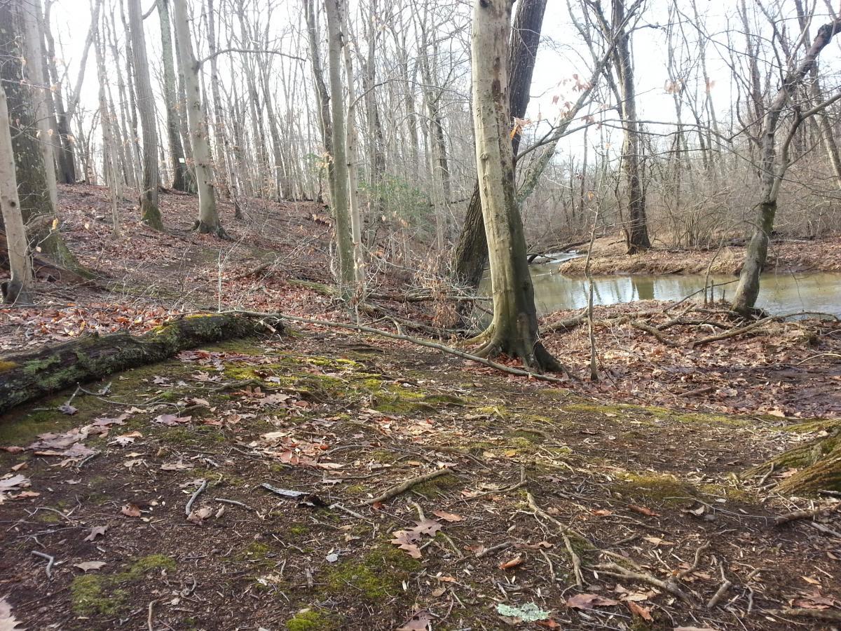 A peaceful forest scene featuring bare trees in late autumn. The ground is covered with fallen leaves and moss, and a small stream can be seen winding through the background. The atmosphere is serene and natural, suggesting a quiet, untouched wilderness. Clayton Park mountain bike trail.