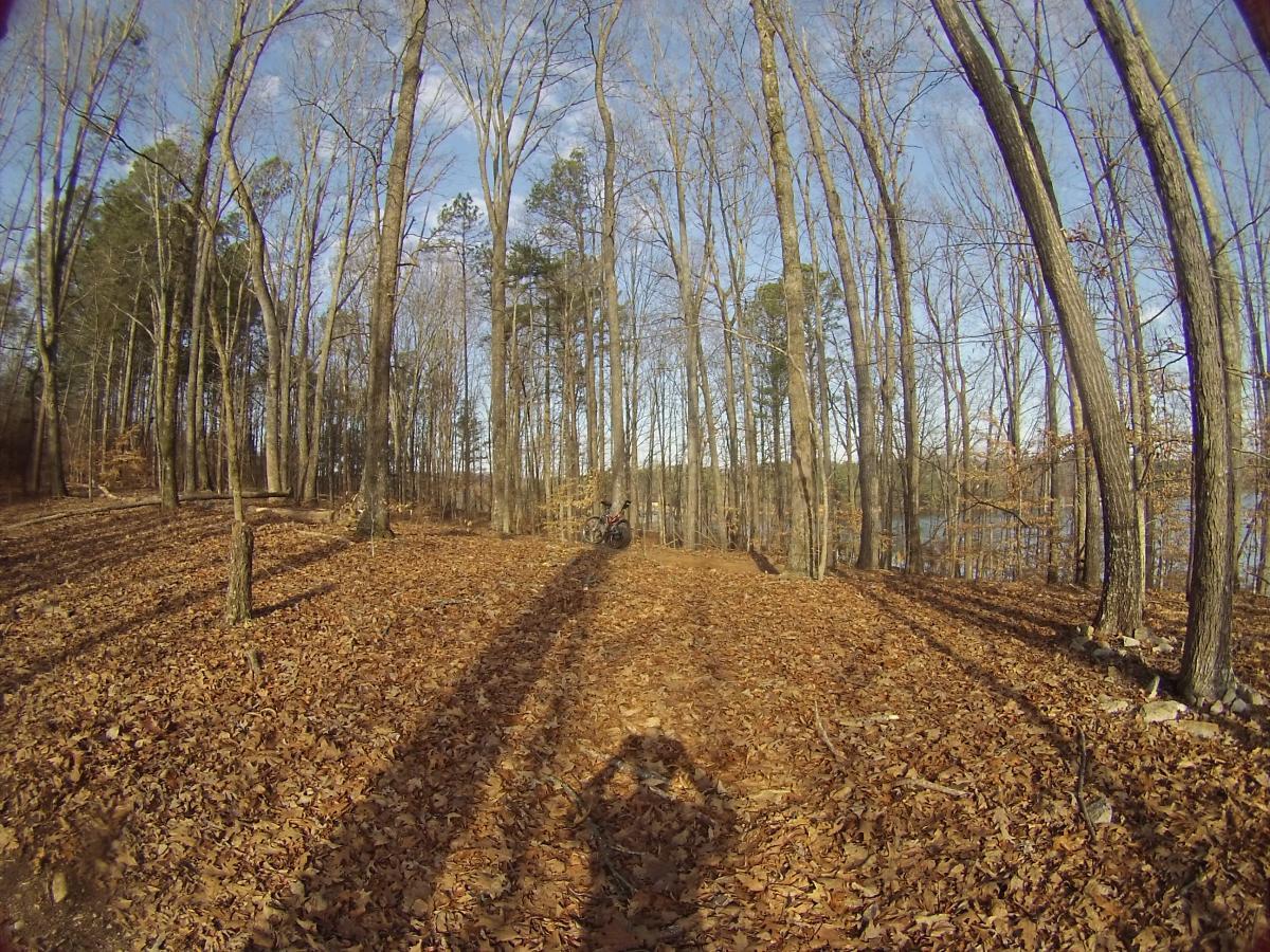 A serene forest scene showing tall, leafless trees and a carpet of fallen leaves covering the ground. In the background, there is a glimpse of a lake. The image captures long shadows cast by the trees in the afternoon light, with a bicycle parked among the trees. Charleston Park mountain bike trail.
