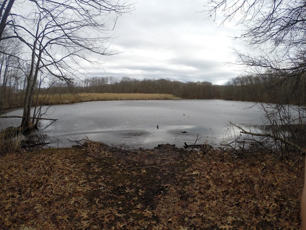 A serene view of a frozen pond surrounded by bare trees and grasses, with a cloudy sky overhead. The foreground features fallen leaves on the ground, and the water's surface is partially covered in ice. Wolfes Pond park mountain bike trail.