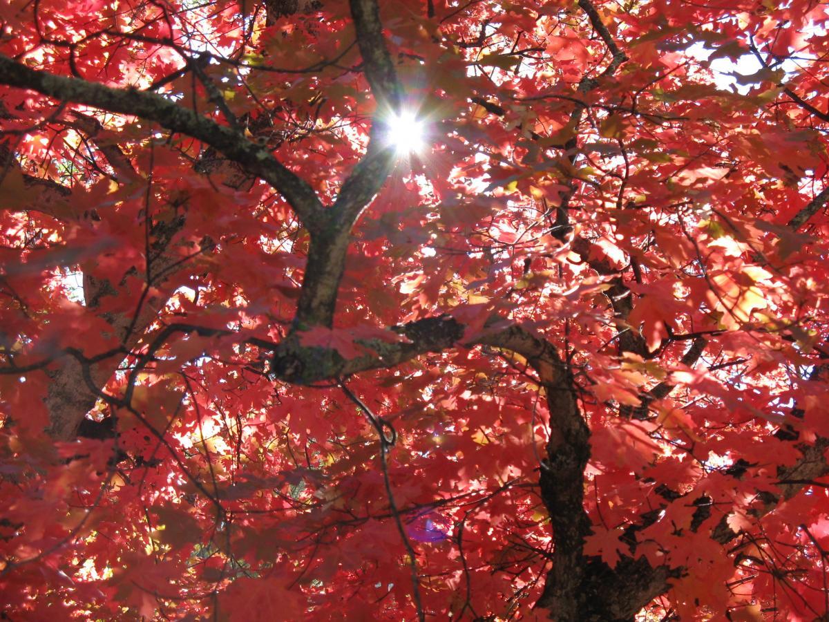 A close-up view of vibrant red maple leaves filtering sunlight, creating a warm and colorful canopy. The twisted branches are partially visible among the dense foliage, enhancing the natural beauty of a fall scene. Ash Creek mountain bike trail.